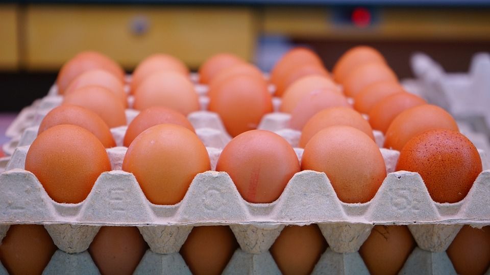 Cena vajec v Česku rekordně rostla. Jinde v Evropě si připlatí jen zlomek